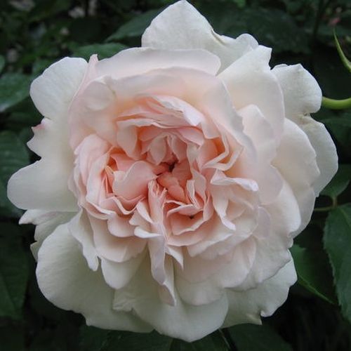 Shop - Rosa Grüss an Aachen™ - rosa - floribunda-grandiflora rosen  - diskret duftend - L. Wilhelm Hinner - Außerordentliche, rosane Sorte mit einem gelben Stich, die während des Blühens in Cremefarbe übergeht.